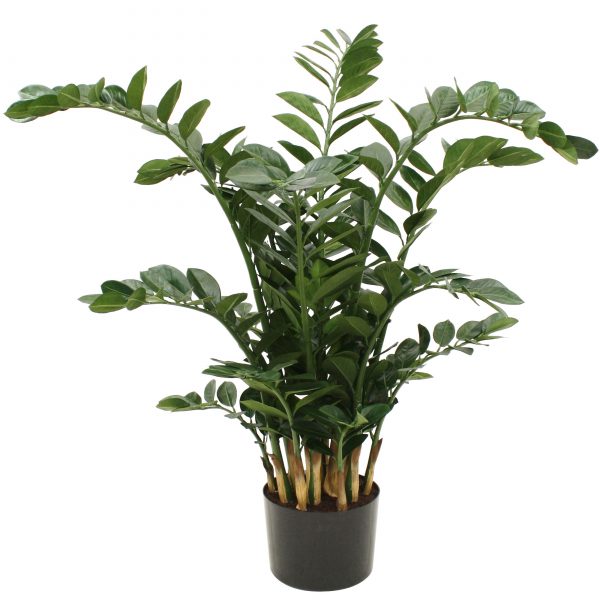 Designplants Zamioculcas kunstplant